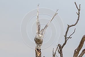 Snowy Owl taking off from a tree