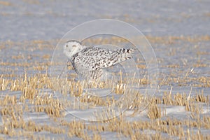 Snowy Owl about to fly photo