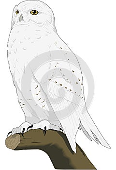 Snowy Owl on a Tree Limb Illustration