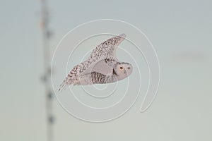 Snowy Owl watching from the wing