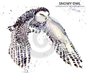 Nevado búho acuarela ilustraciones. pájaro 