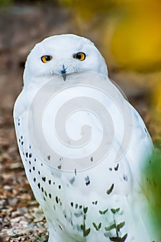 Snowy owl, white predator