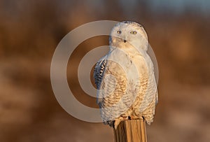 A Snowy Owl in Winter