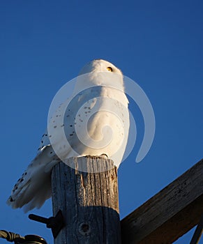 Snowy Owl Winter