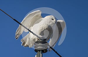 Snowy Owl Winter