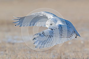 Snowy owl (Bubo scandiacus) flying over the grass in a field in sunlight