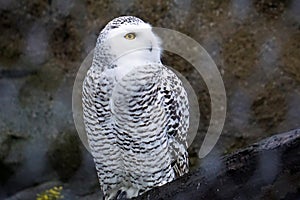 Snowy owl in the zoo looking away