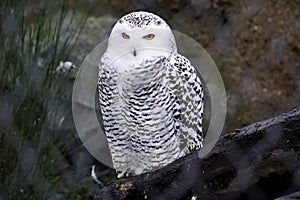 Snowy owl in the zoo looking evil