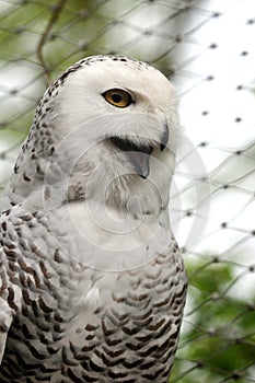 Snowy owl