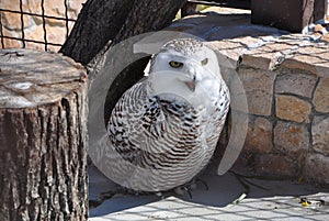 Snowy owl at the zoo