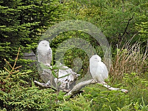 Snowy owls