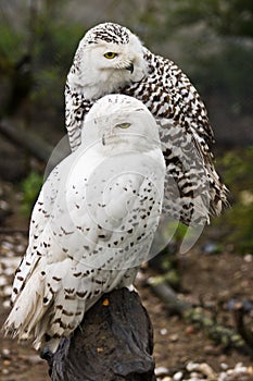 Snowy owls photo