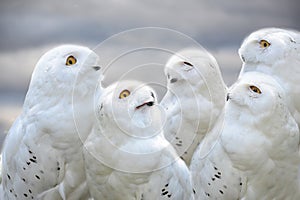 Snowy owls