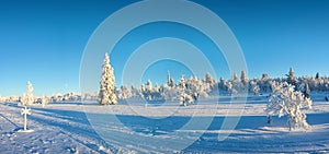 Snowy panorama, frozen trees in winter in Saariselka, Lapland Finland