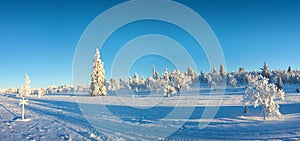 Snowy panorama, frozen trees in winter in Saariselka, Lapland Finland photo