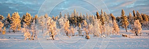 Snowy panoramic landscape, frozen trees in winter in Saariselka, Lapland Finland photo
