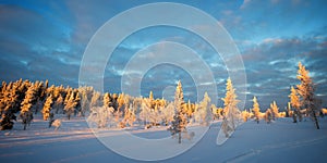 Snowy panoramic landscape at sunset, frozen trees in winter in Saariselka, Lapland Finland photo