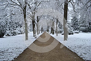 Snowy Park Landscape