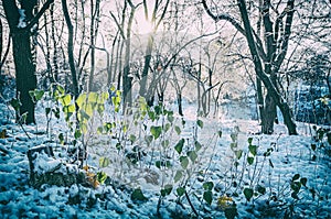 Zasnežený park so slnkom v zime, Nitra