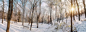 Snowy park with sun in winter, Nitra, yellow filter