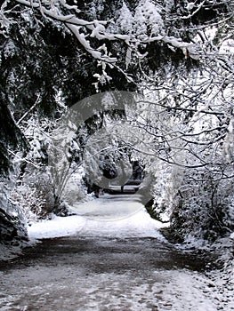 snowy park trail