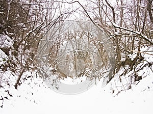 Snowy path in the forest