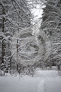 Snowy path in the forest.