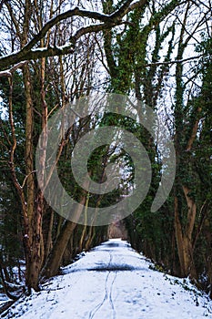 Snowy Path and Green Trees