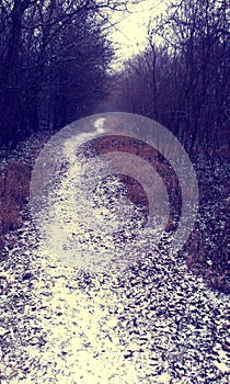 Snowy path throug the forrest