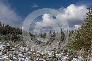 Snowy path in windfall area in Ceska Kanada in south Moravia