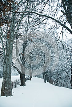 Snowy path in winter