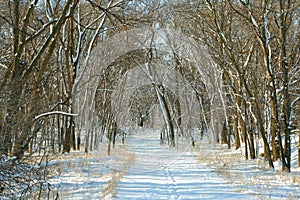 Snowy path in woods