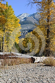 Snowy Peak and Autumn Cottonwoods