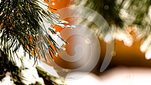 snowy pine branch on a festive winter background