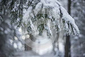 Snowy pine branch in the forest in the Alps.