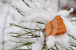 On a snowy pine branch lies a fallen yellow autumn leaf of a birch