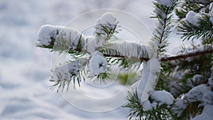 Snowy pine branch swaying on cold wind shaking off layer white snow close up.