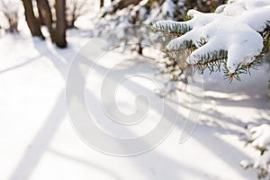 Snowy Pine Branch Under Sunlight