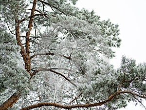 Snowy pine branches winter mood background.