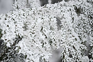 Snowy pine branches, winter Tatras. Winter in the Tatras
