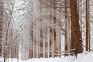 Snowy pine forest in Europe.