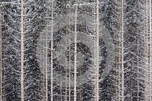 Snowy pine forest in Europe.