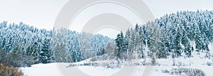 Snowy pine forest panorama at High Tatra mountains, Slovakia