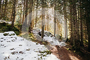 Snowy pine forest with sunlight