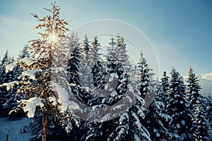 Snowy pine forest with sunlight