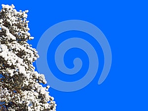 Snowy pine (pinus sylvestris) branches on isolated blue background  tree on left side photo