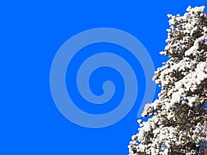 Snowy pine (pinus sylvestris) branches on isolated blue background  tree on right side photo