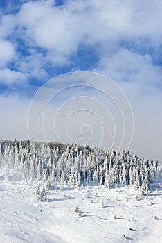 Nevoso pino un albero 