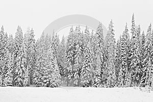 Snowy pine tree landscape