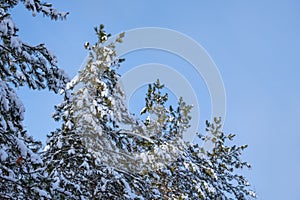 Snowy pine tree-tops before a pale blue sky